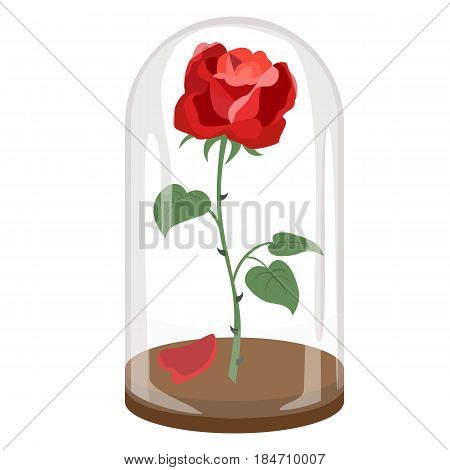 Rose in a flask of glass on the white background. Vector illustration.