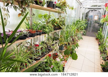 Flowers on shelves in glass greenhouse. Ecology, farming, green life theme