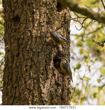 Pair of nuthatches (Sitta europaea) by nest hole. Composite of woodland birds in the family Sittidae visiting nesting hole to feed chicks