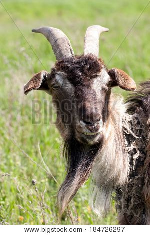 A portrait of a goat grazing in meadow.