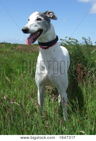 Greyhound 3