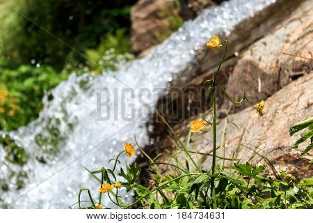 Yellow mountain flower against the background of a small waterfall