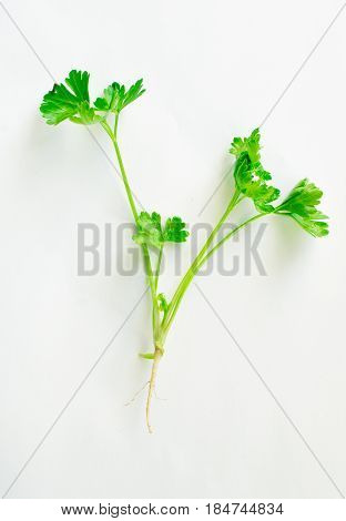 Fresh Parsley, green Parsley root and leaf, isolated on white background