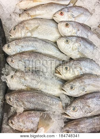 White Croaker Fish