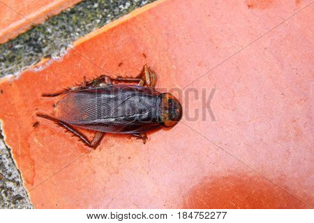 cockroach dead close-up on the floor background