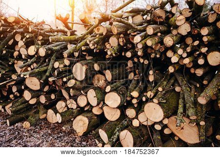 Pile Of Chopped Fire Wood Prepared For Winter