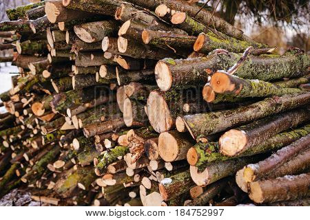 Pile Of Chopped Fire Wood Prepared For Winter
