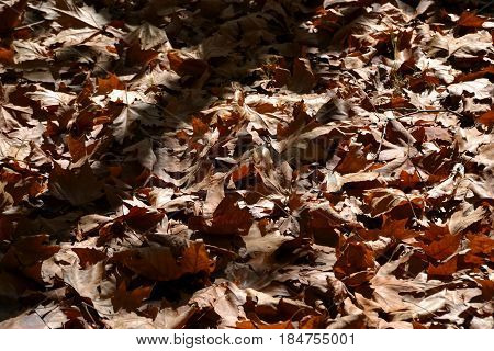 Red leaves of maple in sunlight .