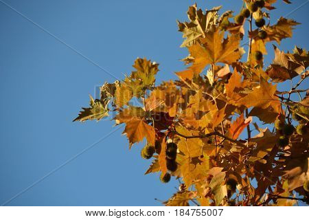 Branch of an autumn platan against a background of clear sky