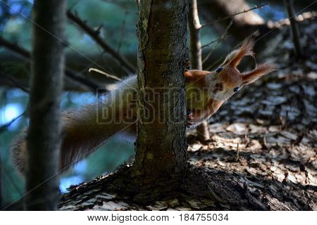 Curious squirrel on a pine branch .