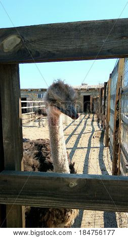 ostrich bird head and neck front portrait in the park