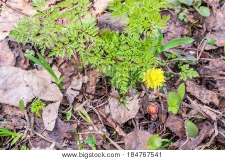 Group Of Blooming Coltsfoot Flowers On Dark Ground