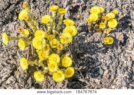 Group Of Blooming Coltsfoot Flowers On Dark Rocky Ground
