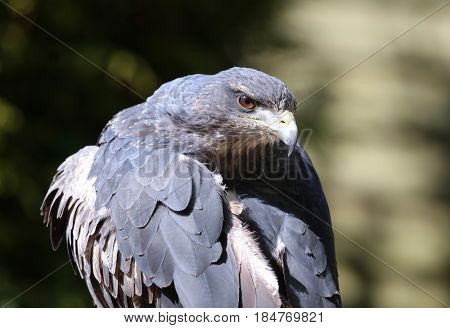 Close up of a Chilean Blue Buzzard Eagle preening