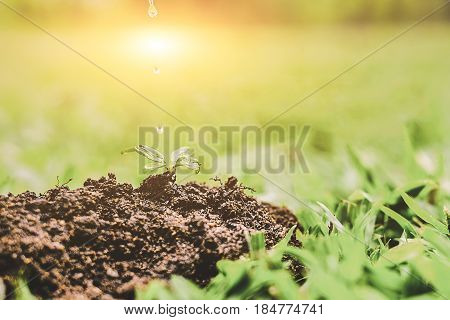 Closeup Of Plant In Soil, Environment, Ecology, Agriculture And Nature Concept.
