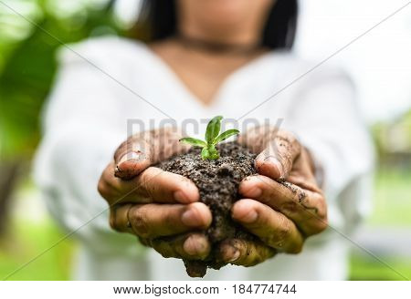Closeup Of Woman Hands Holding Plant In Soil, Environment, Ecology, Agriculture And Nature Concept.