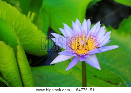 lotus flower purple or water lilly and the bee sucked nectar in pollen. close up beautiful in nature