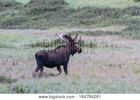 The Shiras moose in Colorado is the smallest of the moose species in North America.