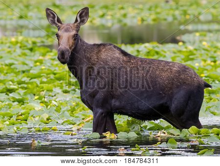 The Shiras moose cow in Colorado is the smallest of the moose species in North America.