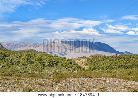 Patagonia Forest Landscape, El Chalent, Argentina