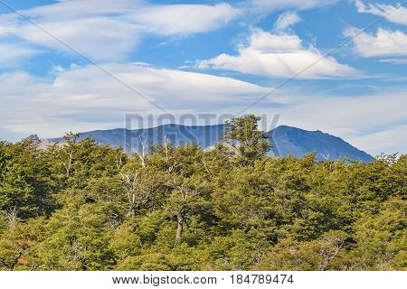Patagonia Forest Landscape, El Chalent, Argentina