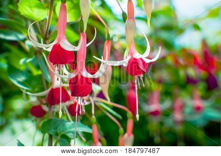 Branch of beautiful blossoming fuchsia magellanica flower