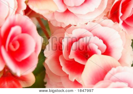 Flower Background