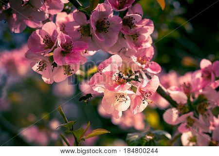 Pink flowers on vintage background with a flower garden with bees flying