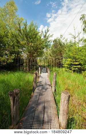 wooden road in green sunny summer forest