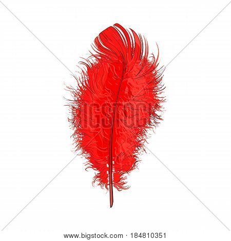 Hand drawn tender, fluffy red bird feather, sketch style vector illustration on white background. Realistic hand drawing of scarlet, red tender feather