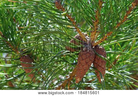 green tree nature pine kidney branches summer branch food spider outdoors fruit flora needle autumn plant wood cone flower  leaves forest leaf spring