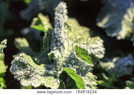The field of winter rape in spring is covered with hoarfrost