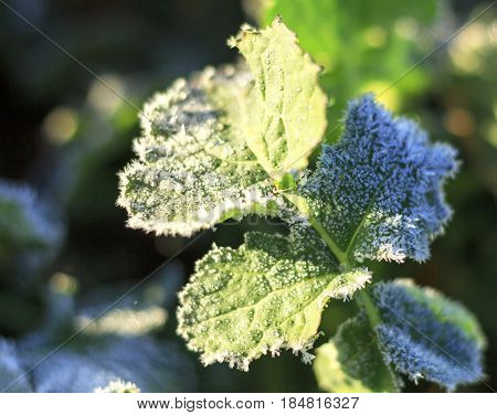 The field of winter rape in spring is covered with hoarfrost
