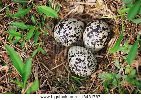 Killdeer yumurta yuva