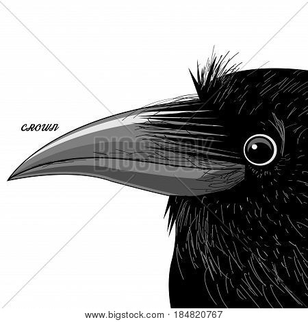 Vector portrait of a black raven on a white background
