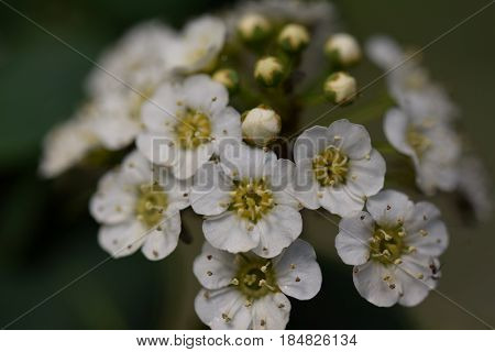 Macro shot of small gentle white Crataegus flowers