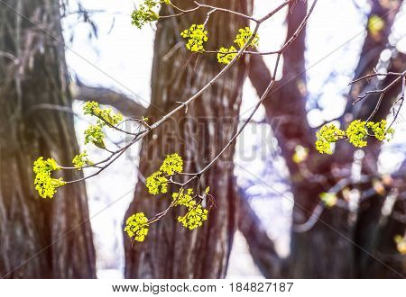 Lime tree blossom closeup photo. Flowers blossoming tree linden wood natural background, spring. A maple tree with blossoms. Linden blossom on the sky background.