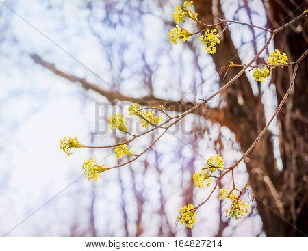 Lime tree blossom closeup photo. Flowers blossoming tree linden wood natural background, spring. A maple tree with blossoms. Linden blossom on the sky background.