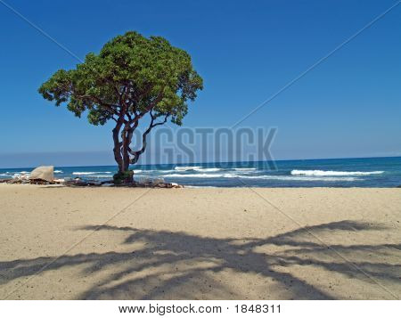 Albero di ombra sulla spiaggia