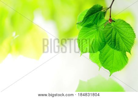 Spring Beech branch with green leaves. Leaves are reflecting