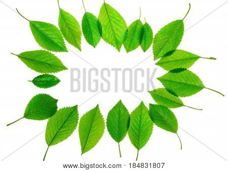 Green leaves frame isolated on white background