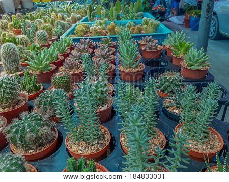 Beautiful green cactus plant in a littie small pot.