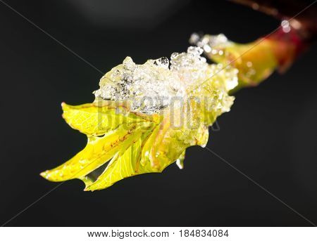 snow on the small green leaves in spring. close-up