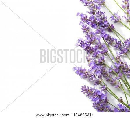 Sprigs of lavender isolated on white background.