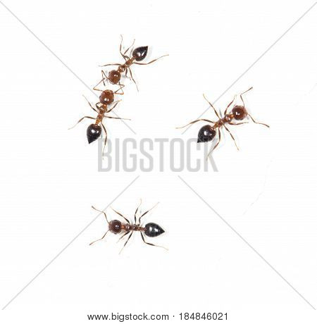 ants on a white wall. close . A photo