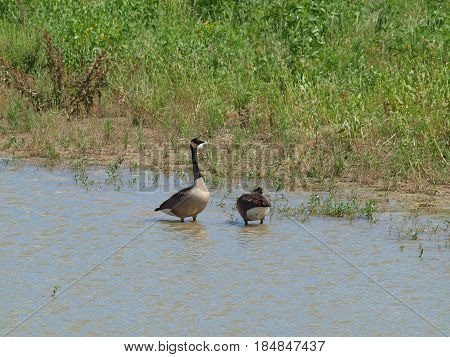 Canadian geese are plentiful on the canals of Las Colinas. This pair if about six miles away and have come back to a lake that was being dredged and receiving a lot of groundwork. They seem happy to be home.