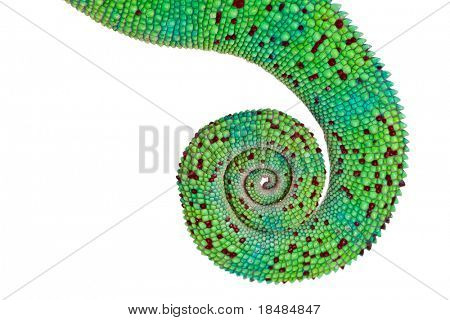 การออกแบบที่สวยงามบนหางมีสีสันของกิ้งก่าเสือดำบนพื้นหลังสีขาว