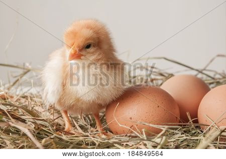 Chicks With Egg Shell Isolated