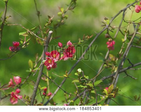 The delicious amazing red flowers on a bush