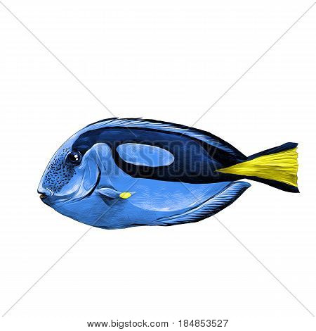 fish Acanthur blue sketch vector graphics color picture